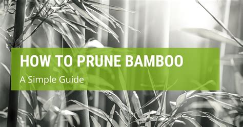 How To Prune Bamboo {A Simple Guide} - Jack's Garden